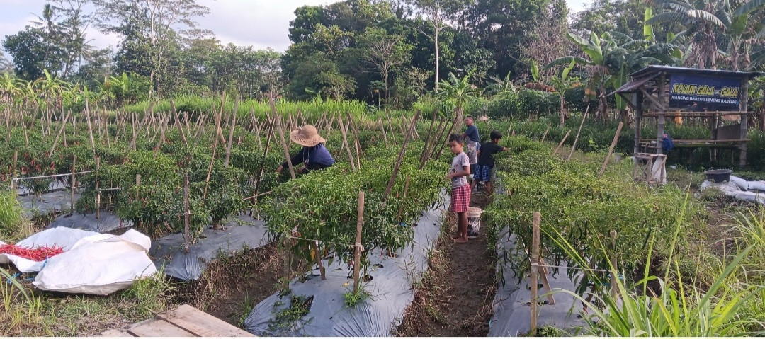 Panen Cabai Oleh Warga RT 02 Pokoh