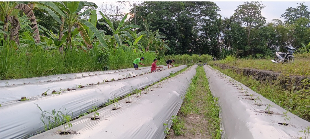 Penanaman Cabai Keriting Merah Oleh Warga RT 02 Padukuhan Pokoh