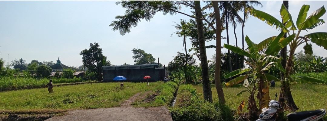 Panen Kacang Tanah Oleh Warga RT 05 Pokoh