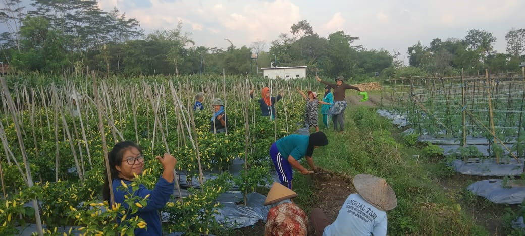 KWT Padukuhan Sawahan Lor