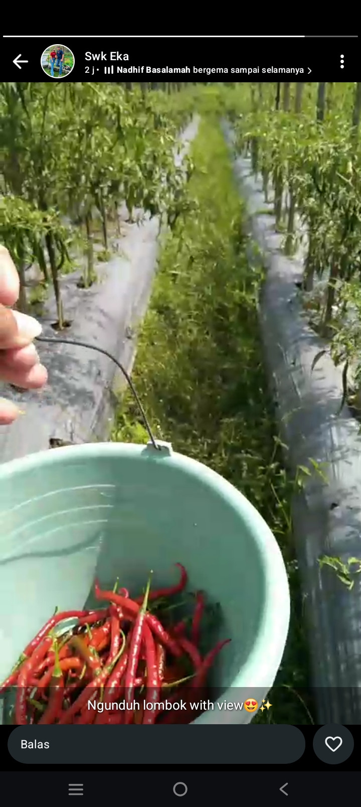 Panen cabe salah satu warga sawahan kidul