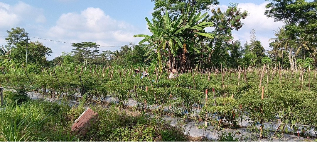Panen Cabai Oleh Warga RT 02 Pokoh
