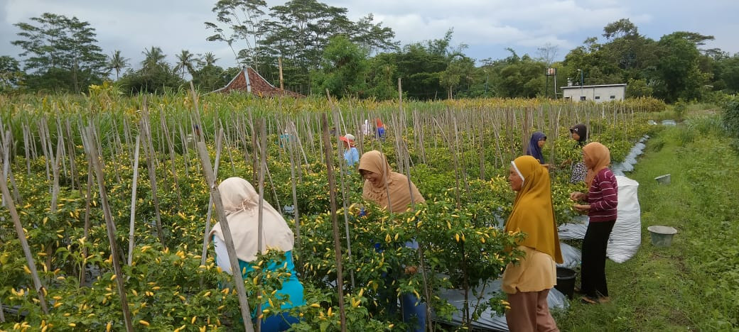 Panen cabai Kelompok wanita tani Padukuhan Sawahan Lor