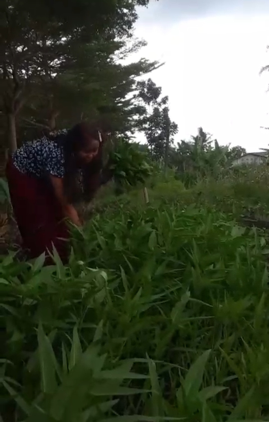 Panen Kangkung Oleh Warga RT 02 Pokoh