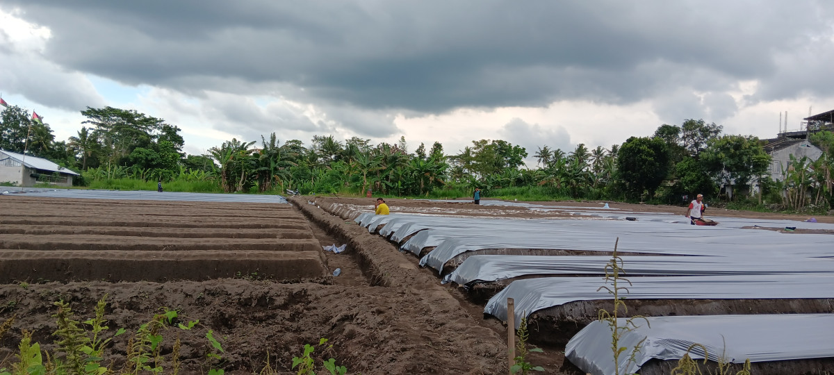 Pemasangan Mulsa Plastik Oleh Para Petani Muda Padukuhan Pokoh