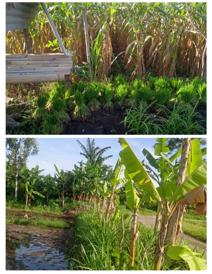 Panen jagung dan persiapkan tanam padi warga Tegalsari