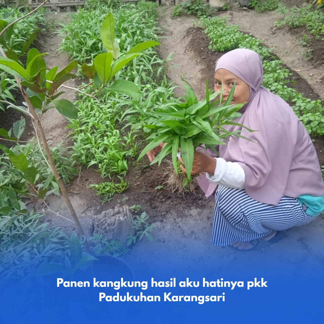 Peninjauan hasil panen Tanaman Aku hatinya PKK Padukuhan Karangsari