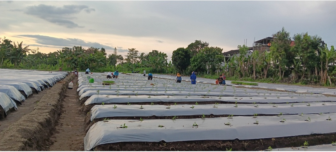 Penanaman Pohon Cabai Merah Keriting Di Lahan 4 Oleh Petani Muda Padukuhan Pokoh (PMPP)