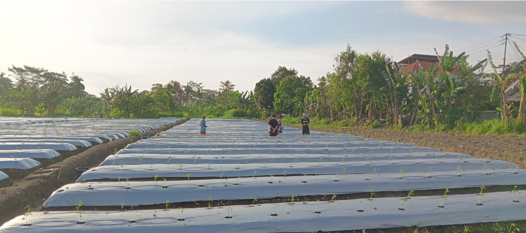 Penanaman Pohon Cabai Di Lahan 5 Oleh Petani Muda Padukuhan Pokoh (PMPP)