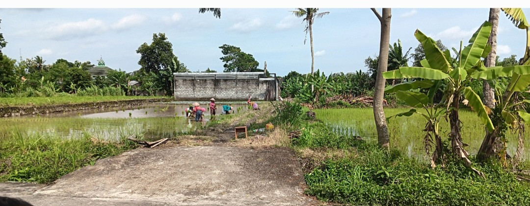 Penanaman Padi Oleh Warga RT 05 Padukuhan Pokoh