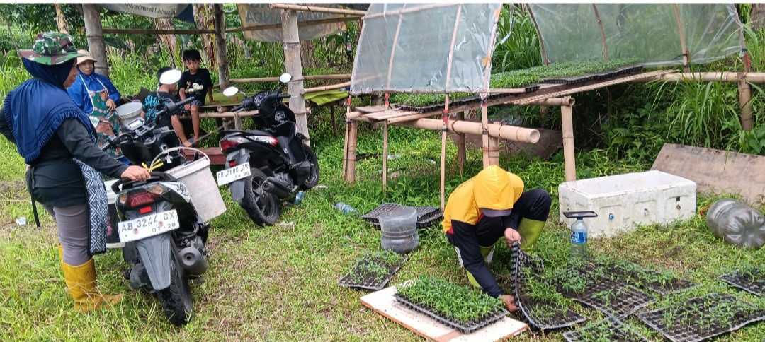 Pembuatan Bibit Cabai Keriting Merah Oleh Kelompok Petani Muda Padukuhan Pokoh