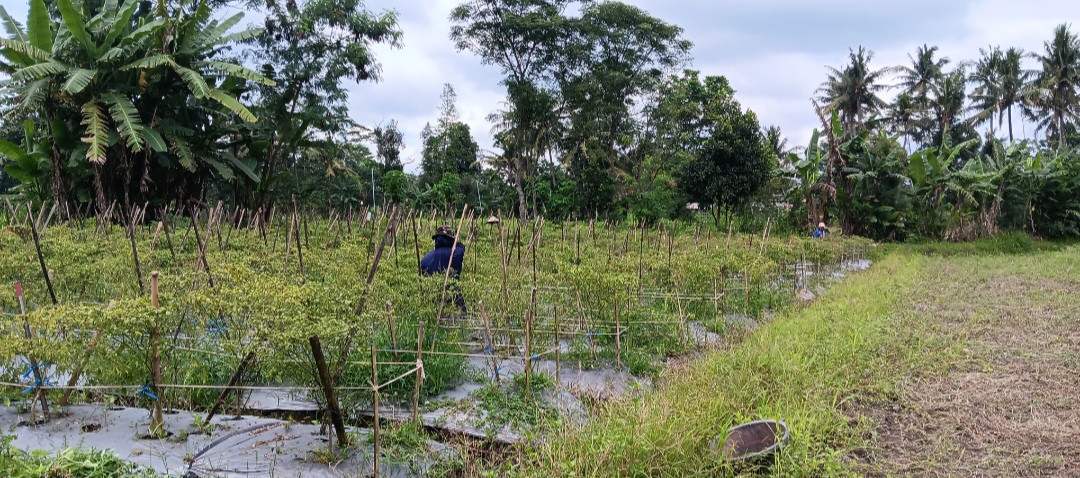 Panen Cabai Keriting Merah Oleh Warga RT 02 Pokoh