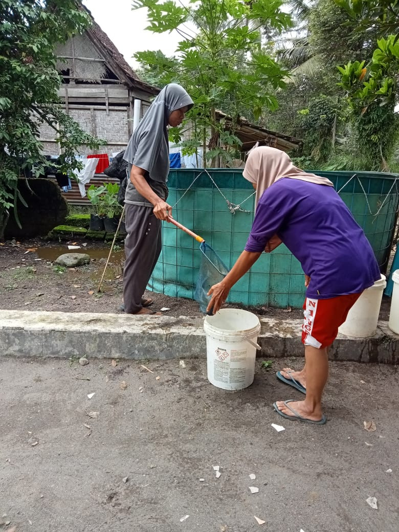 Panen Lele KWT Padukuhan Sawahan Lor