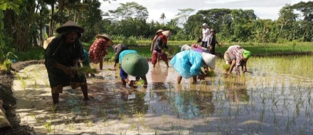 Menaman Padi Oleh Warga Padukuhan Pokoh