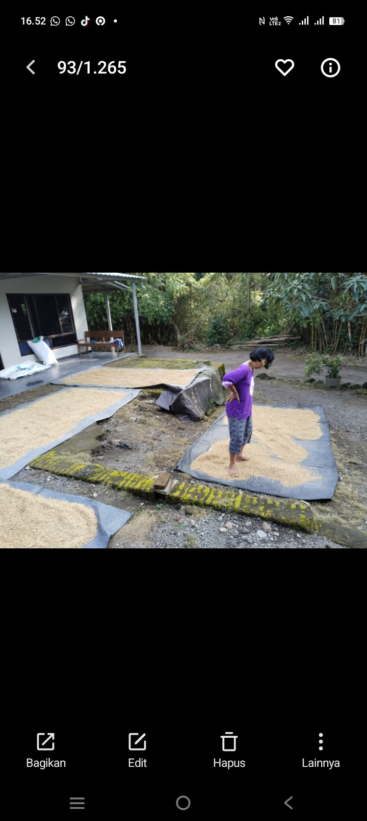 Jemur gabah warga sawahan kidul