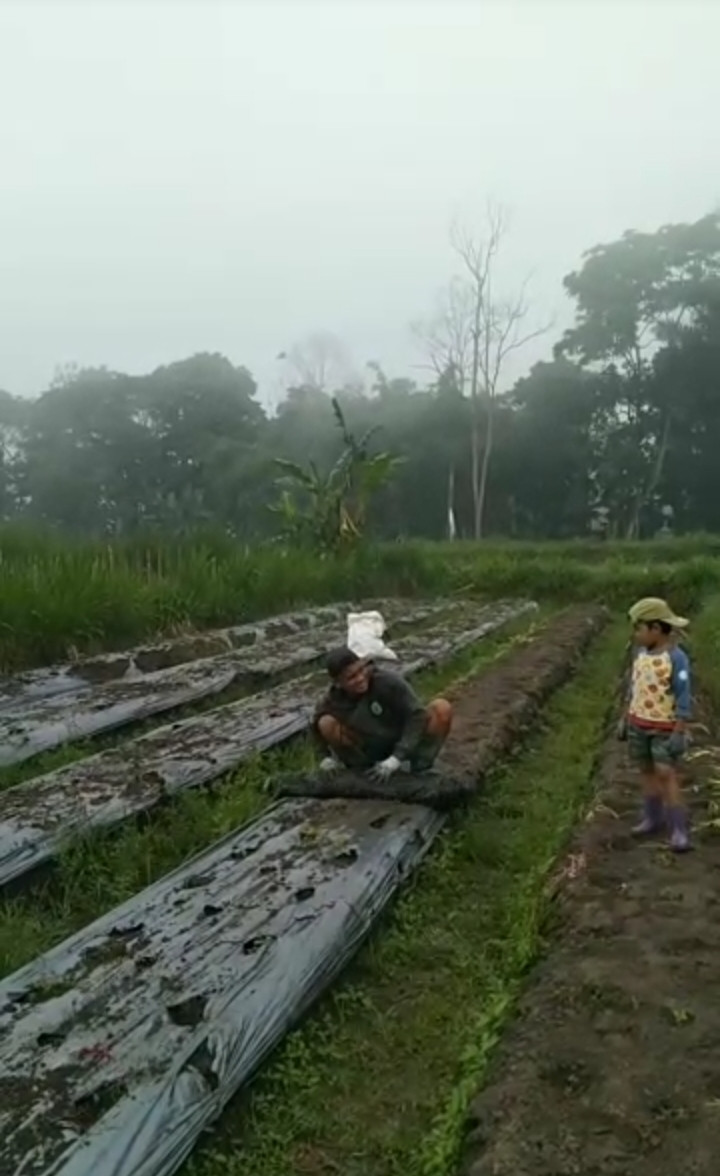 Pembersihan kapling cabe bp. Sidik warga. Sawahankidul