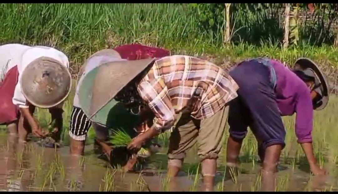 Penanaman Padi Oleh Warga RT 01 Padukuhan Pokoh