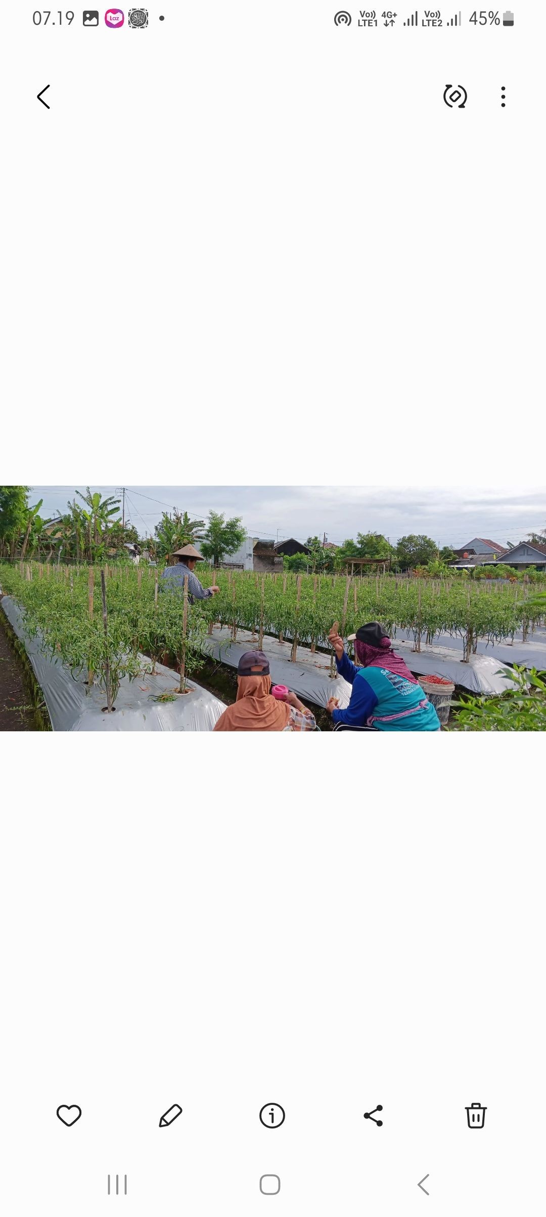 Panen Cabai Di Lahan Kelompok Tani Muda Padukuhan Pokoh (TMPP)