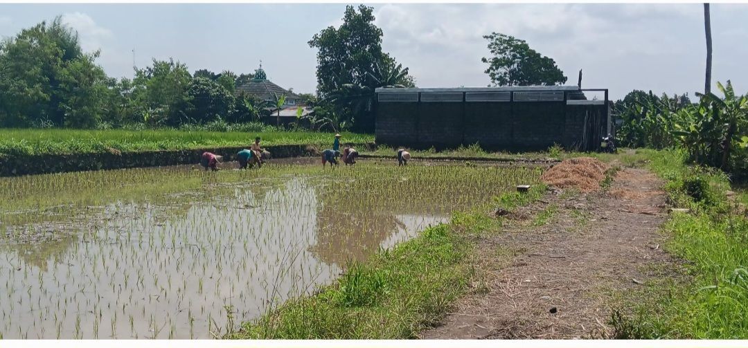 Menaman Padi Oleh Warga RT 05 Padukuhan Pokoh