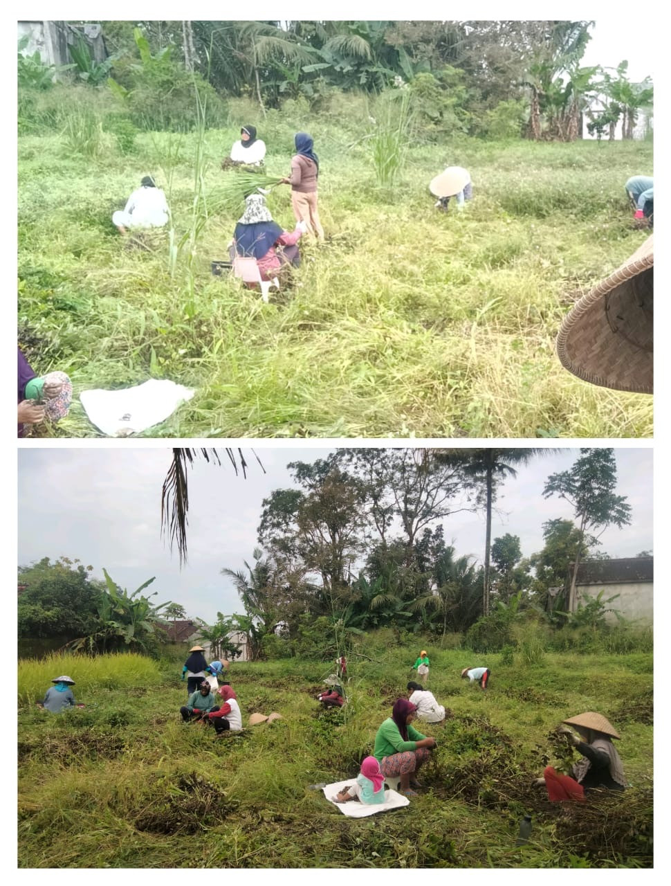 Gotong Royong KWT puntuk memanen kacang tanah