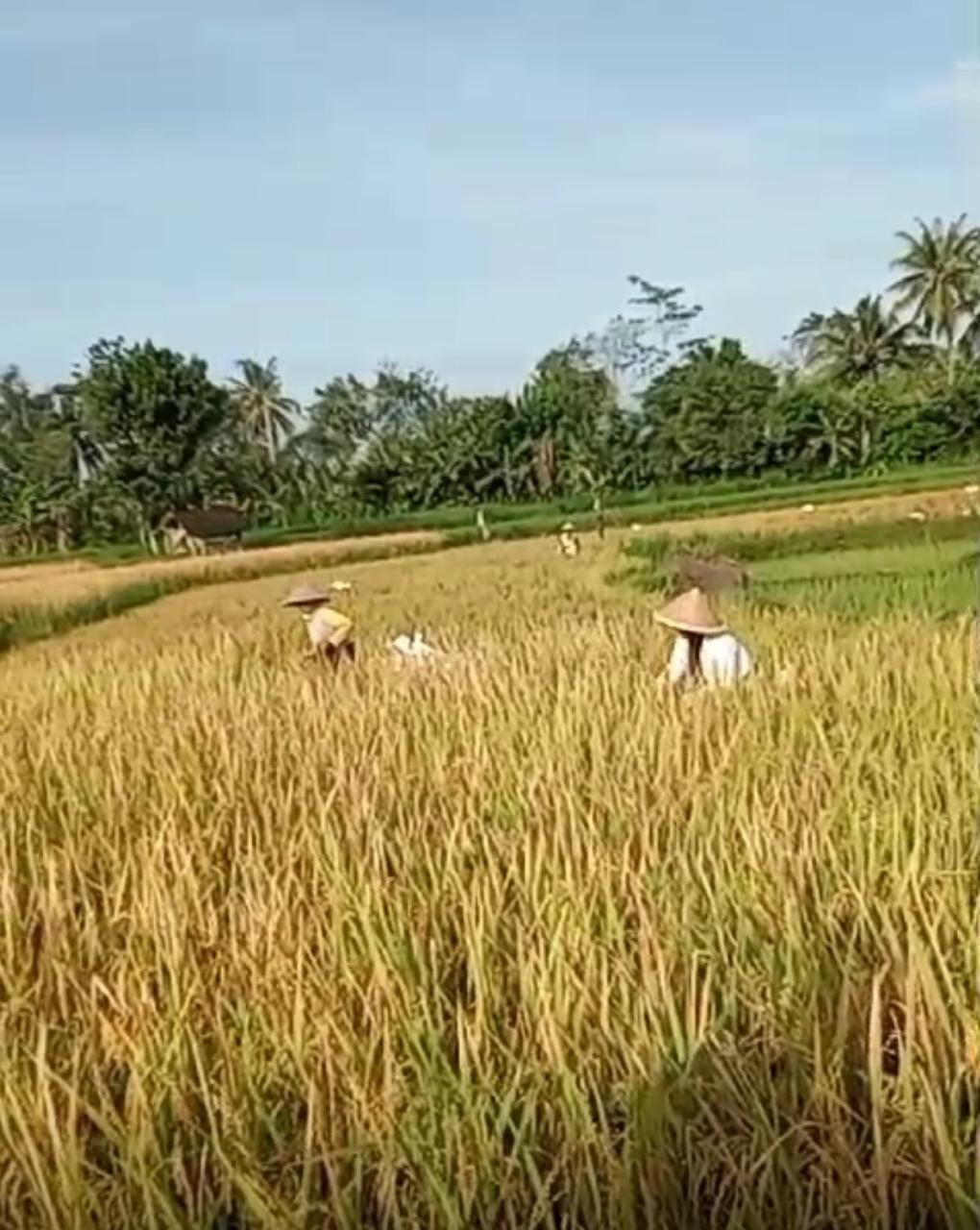 Melakukan pemanenan padi disalah sawah warga puntuk