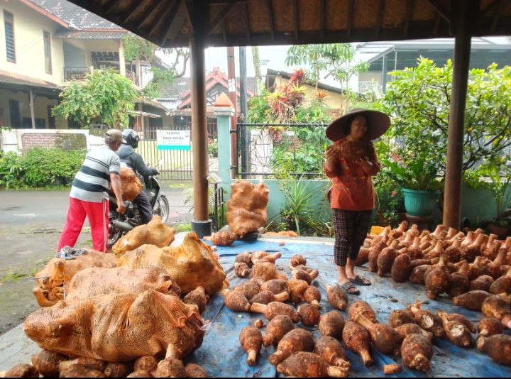 Panen Talas Didusun Degolan