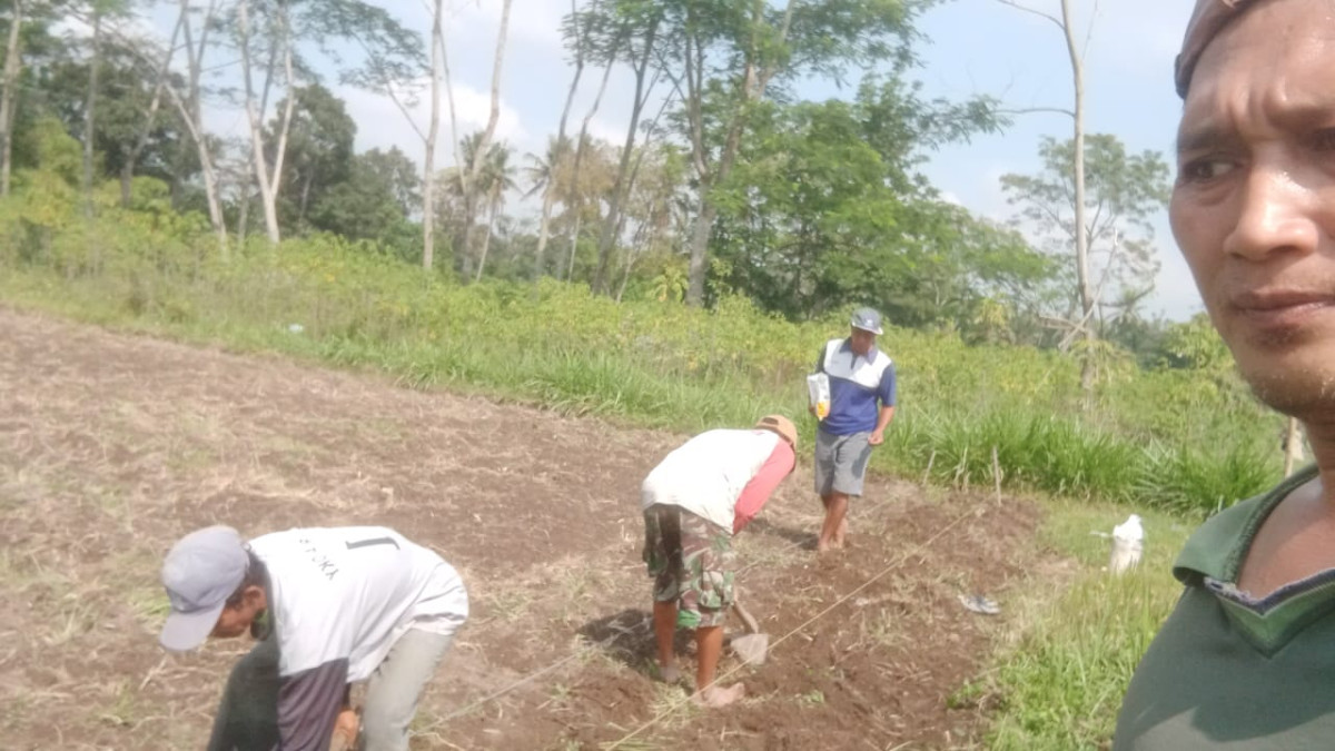 Kerja bakti bapak bapak menanam jagung dusun Tanjung
