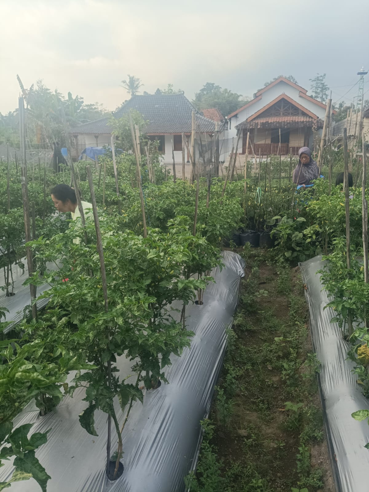 Gotong royong kelompok 2 puntuk di lahan KWT