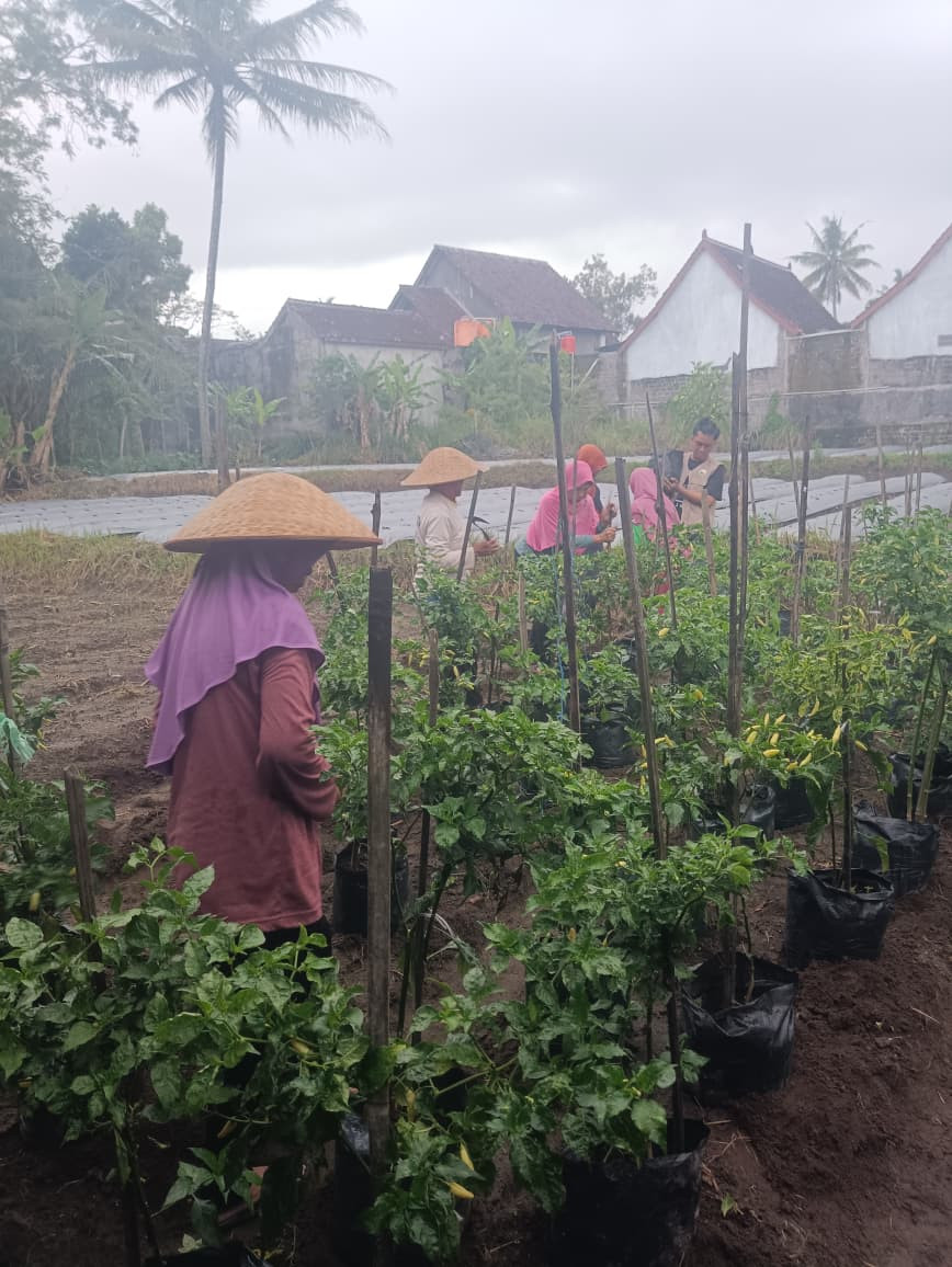 Gotongroyong KWT Puntuk yang dibantu mahasiswa KKN