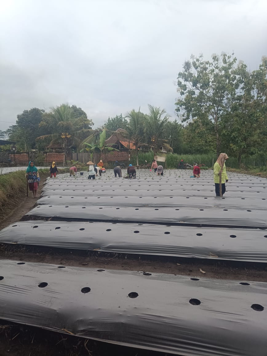 gotong royong kwt puntuk menanam cabe