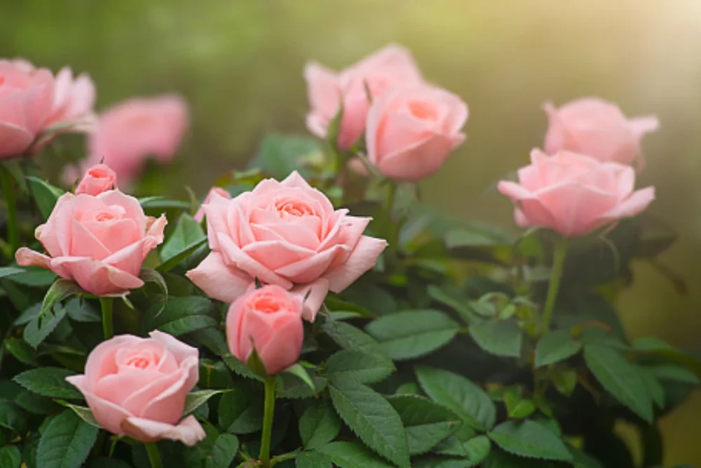 Rakor Website  Kampung KB Kalurahan Umbulmartani