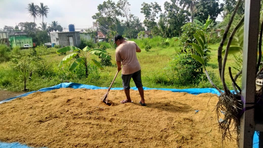 Warga Puntuk Melakukann Peningkatan pangan dengan mengeringkan Gabah