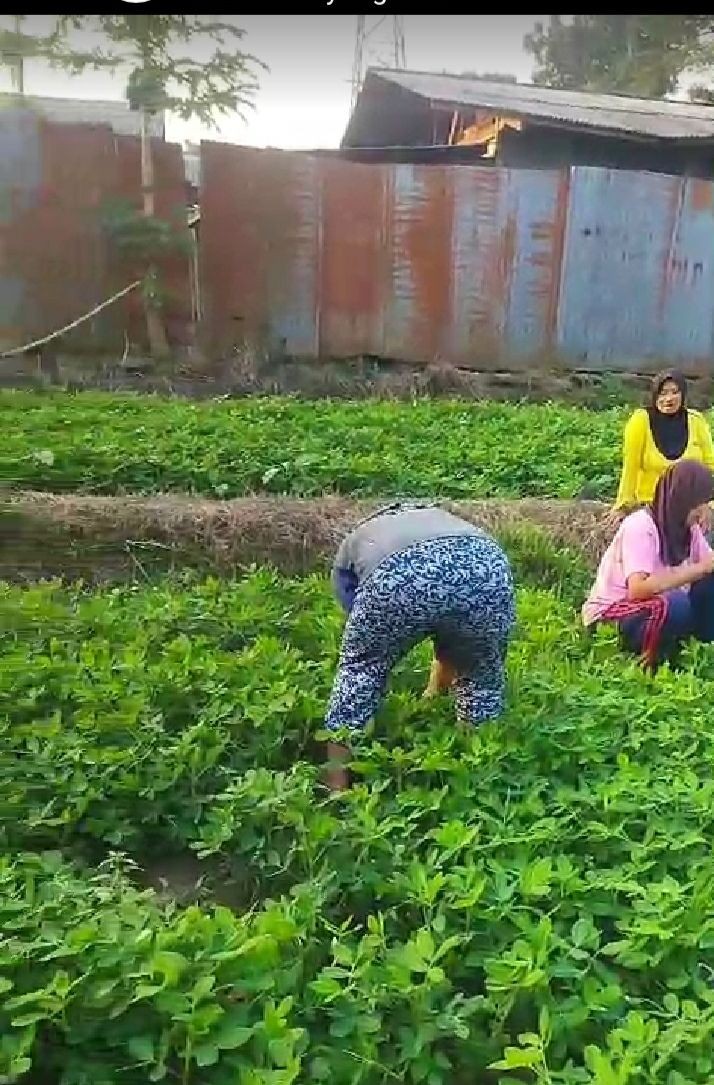Membersihkan rumput lahan kwr dusun Tanjung