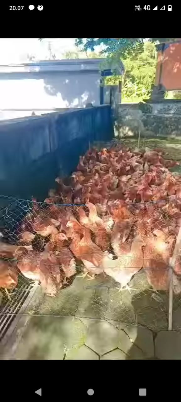 kegiatan penyerahan ternak ayam petelur