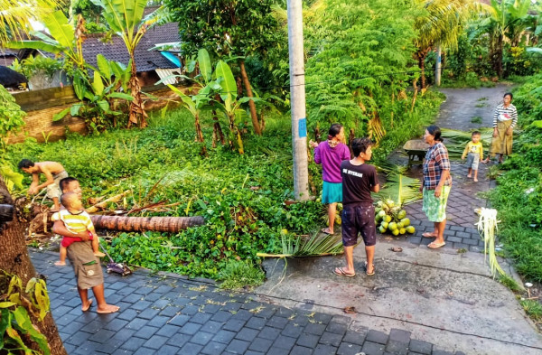 Diguyur Hujan Lebat, Pohon Kelapa Tumbang