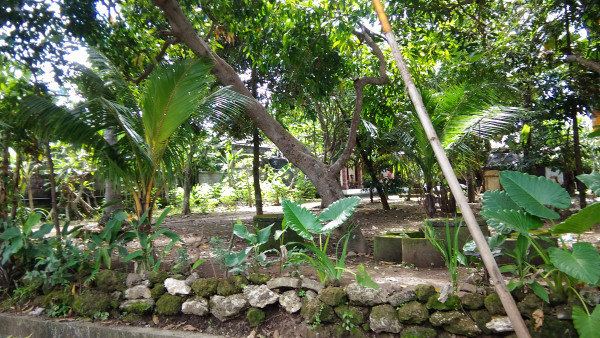 Sebelum ditanami tanaman hias