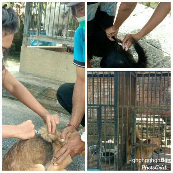 Vaksinasi Rabies Massal Desa Dalung
