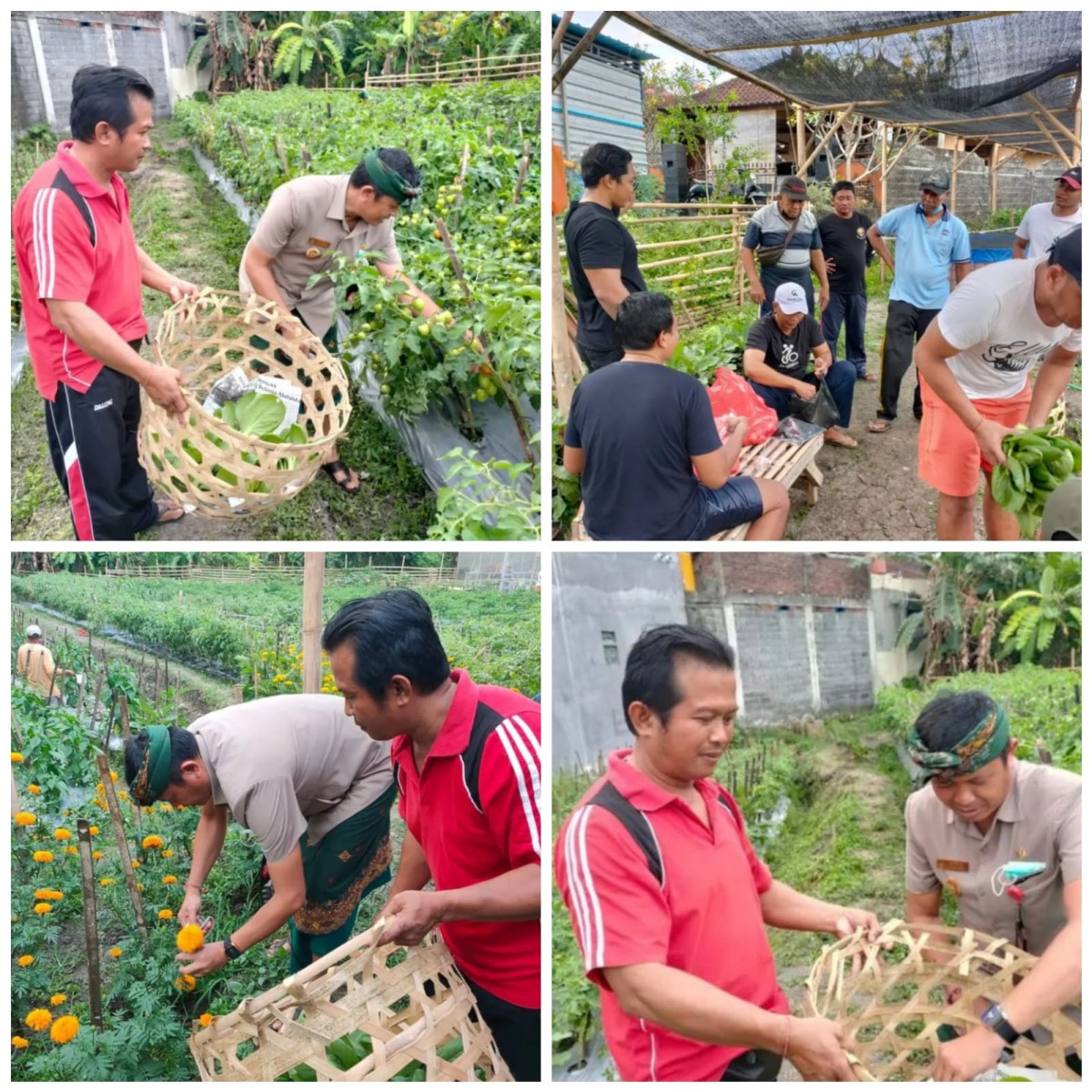 Kegiatan Panen hasil kebun Kelompok Ketahanan Pangan Desa Dalung