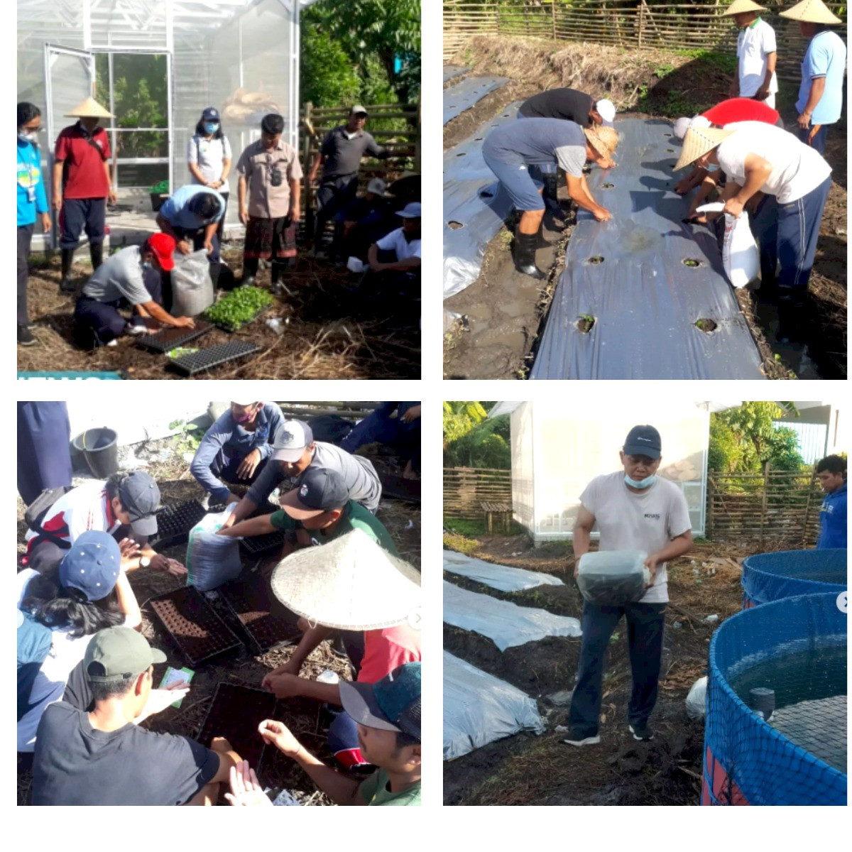 Kegiatan Praktek Pembibitan Tanaman Holtikultura serta Praktek Budi Daya Ikan Lele di Desa Dalung