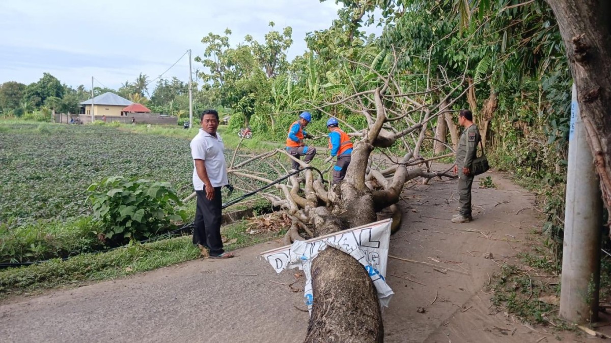 SINERGI BPBD, PLN, DAN PEMERINTAH DESA KUBUTAMBAHAN TANGANI POHON TUMBANG DI JALUR PANTAI PONJOK
