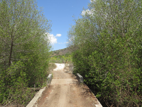 Pelestarian Hutan Mangrove