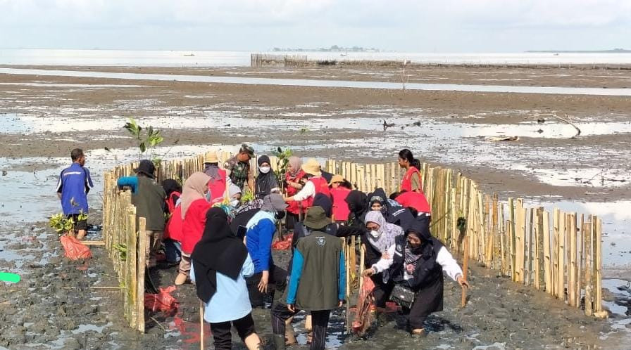 Penanaman Mangrove