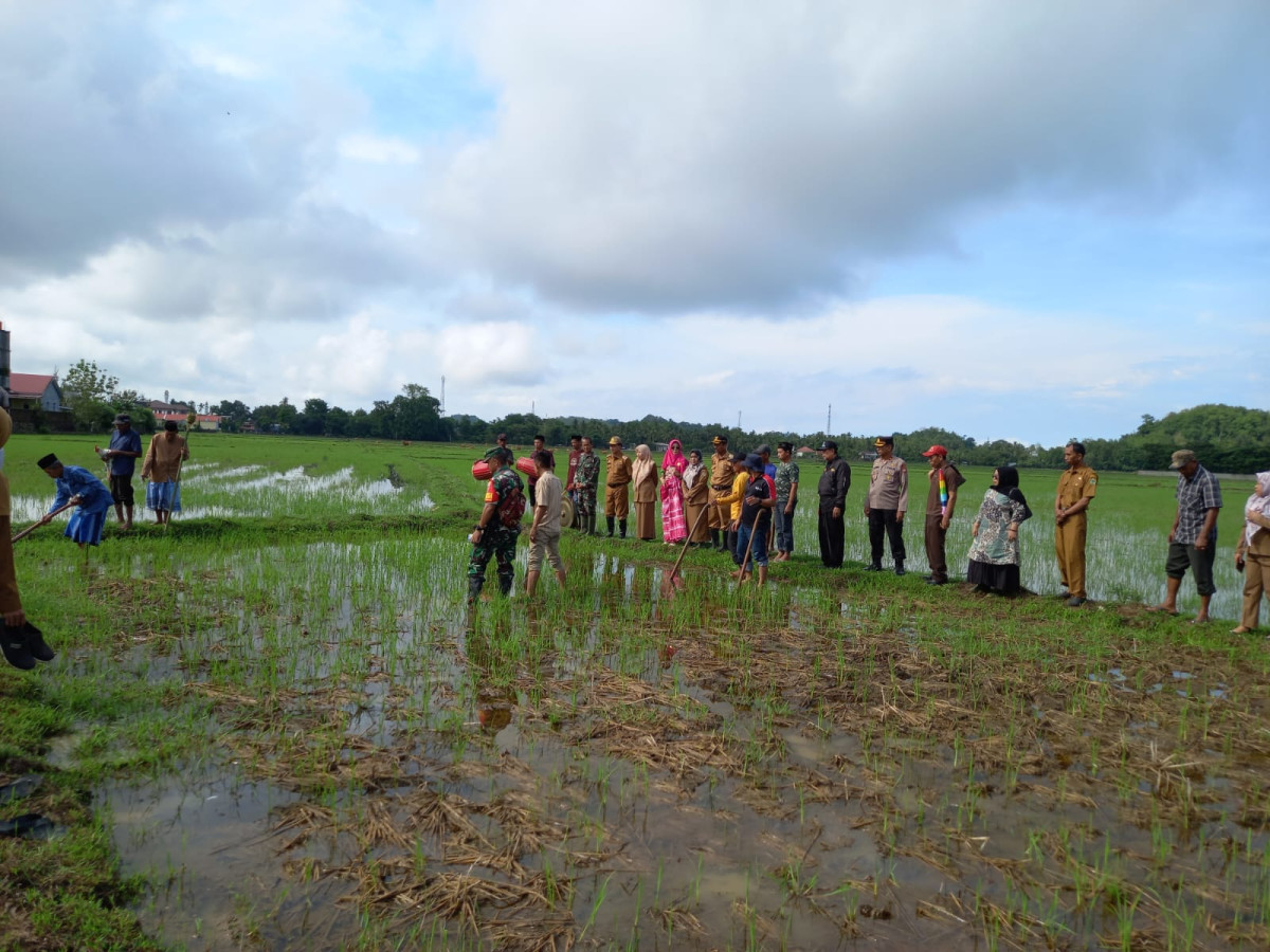 Melakukan Kegiatan Mappalili "Turun sawah"