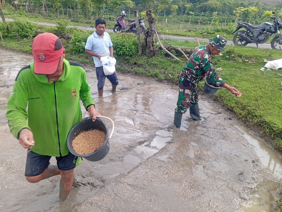 Hambur Benih  MT 2024