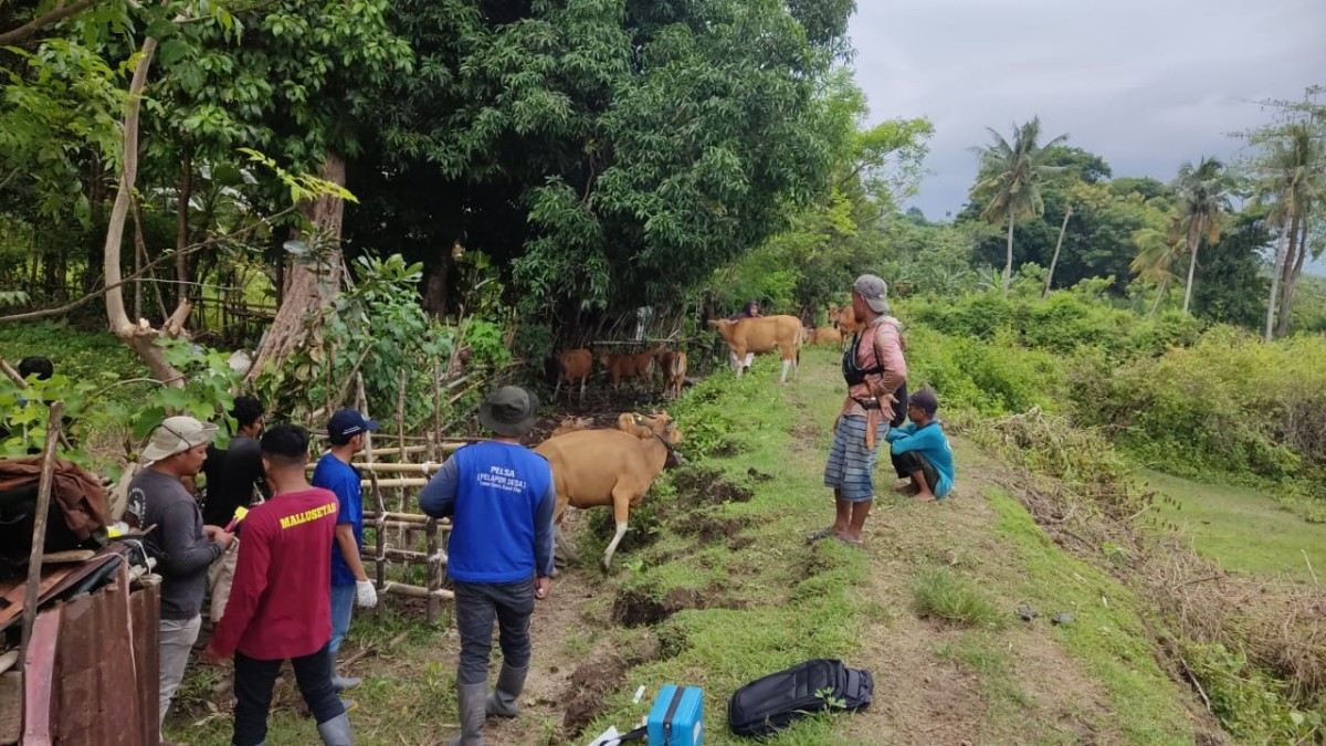 PENYALURAN BANTUAN HEWAN TERNAK