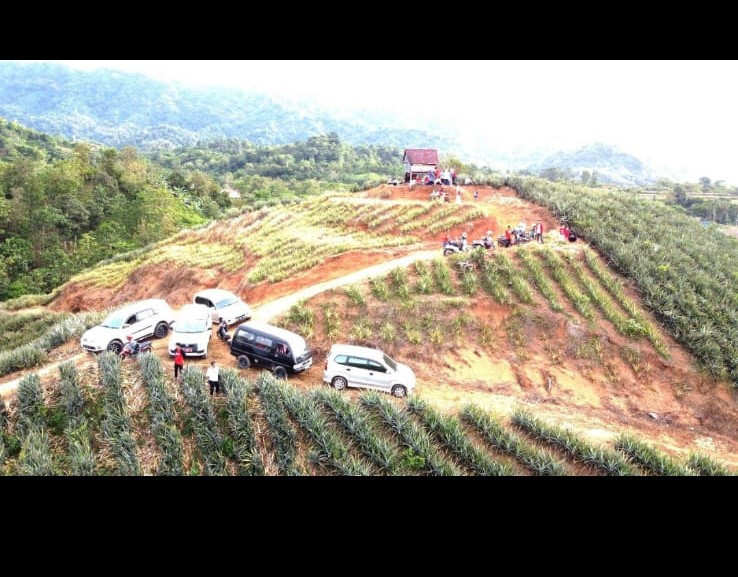 Promosi dan pemasaran koperasi dan  UMKM (Usaha Agribisnis) Wisata Kebun Nanas di Desa Jangan-Jangan