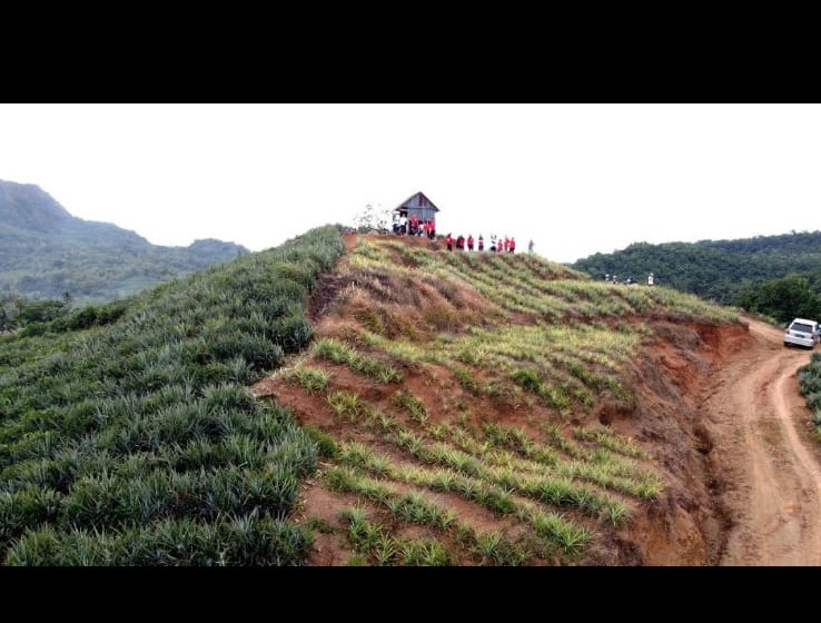 IDI Kab. Barru yang telah melakukan baksos di Kecamatan Pujananting berkunjung di Kebun wisata Nanas Desa Jangan-Jangan