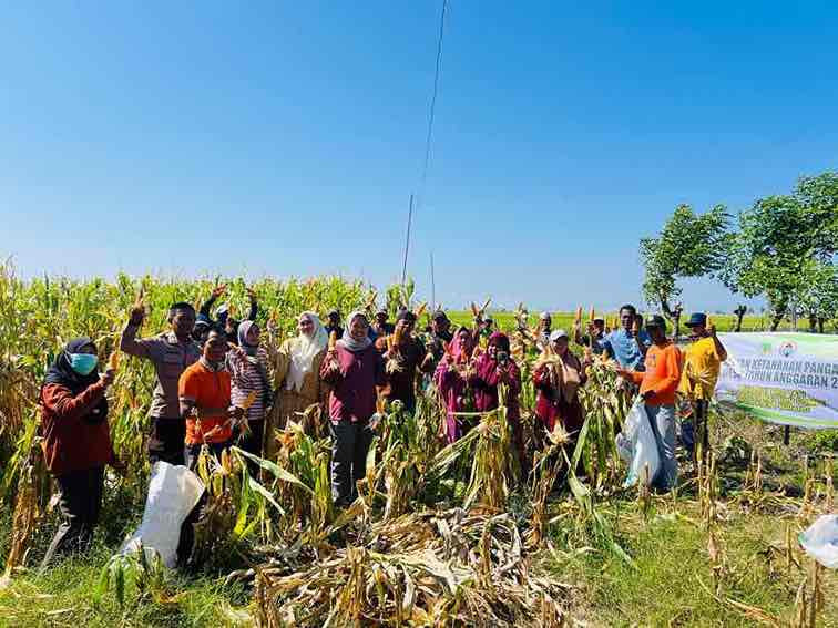 Panen Jagung Perdana Program Ketahanan Pangan Desa Mattiro Tasi