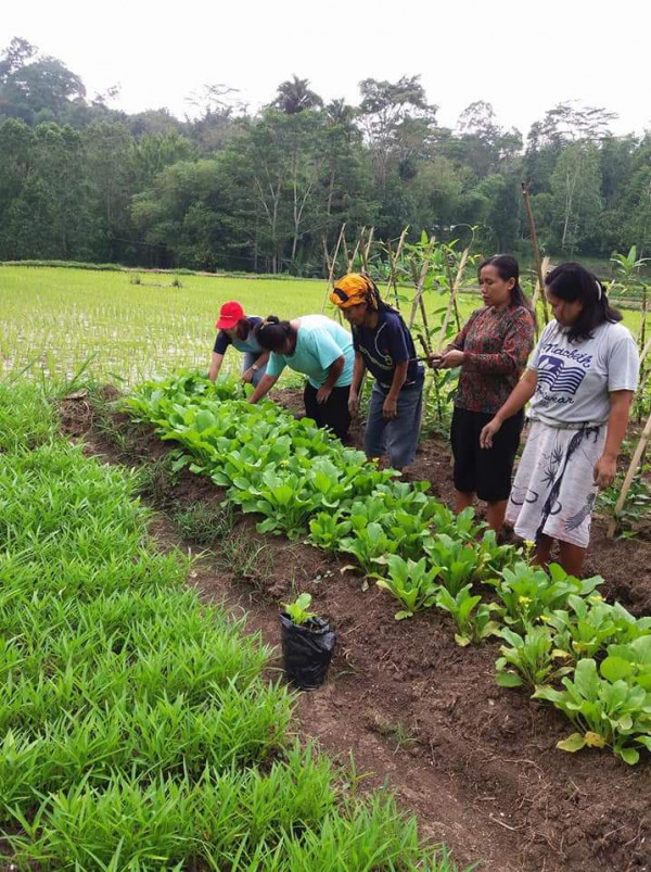 pemeliharaan kebun sayur masyarakat lembang angin-angin