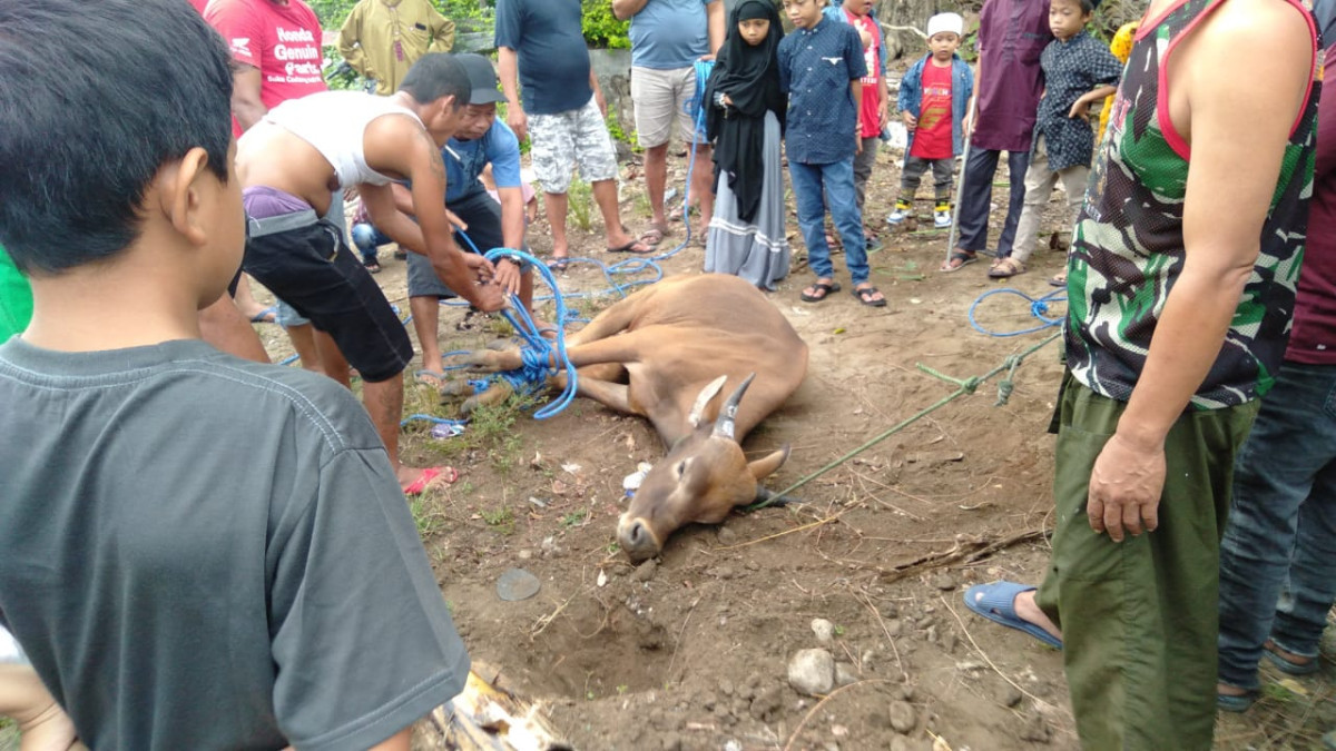 Monitoring Pembagian Hewan Qurban